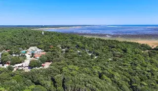 La forêt de la Coubre